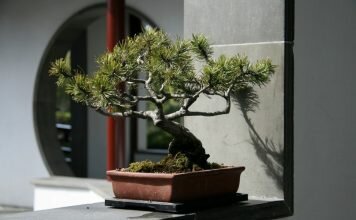 Как грамотно использовать деревца бонсай в интерьере квартиры или загородного дома Дерево бонсай в интерьере